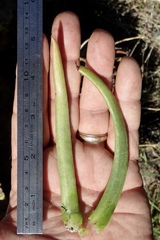 Dudleya viscida