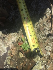 Oenothera argillicola