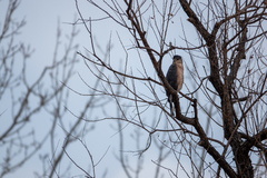 Accipiter cooperii