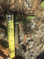 Oenothera argillicola