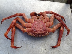 Lithodes aequispinus