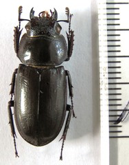 Rhaetulus recticornis