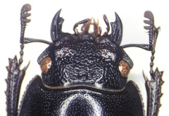 Rhaetulus recticornis