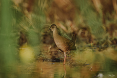 Pardirallus sanguinolentus