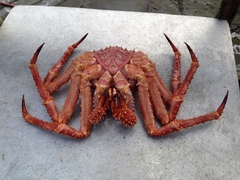 Lithodes aequispinus