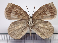 Arhopala ganesa