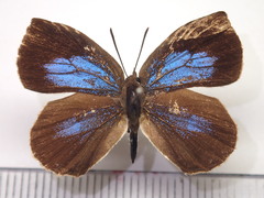 Arhopala ganesa