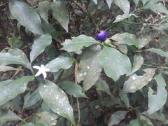 Psychotria suterella