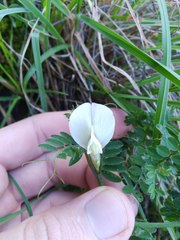 Vicia grandiflora
