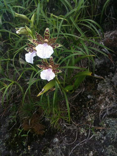 Zygopetalum maculatum