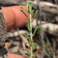 Phyllanthus mitchellii