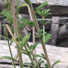 Phyllanthus mitchellii