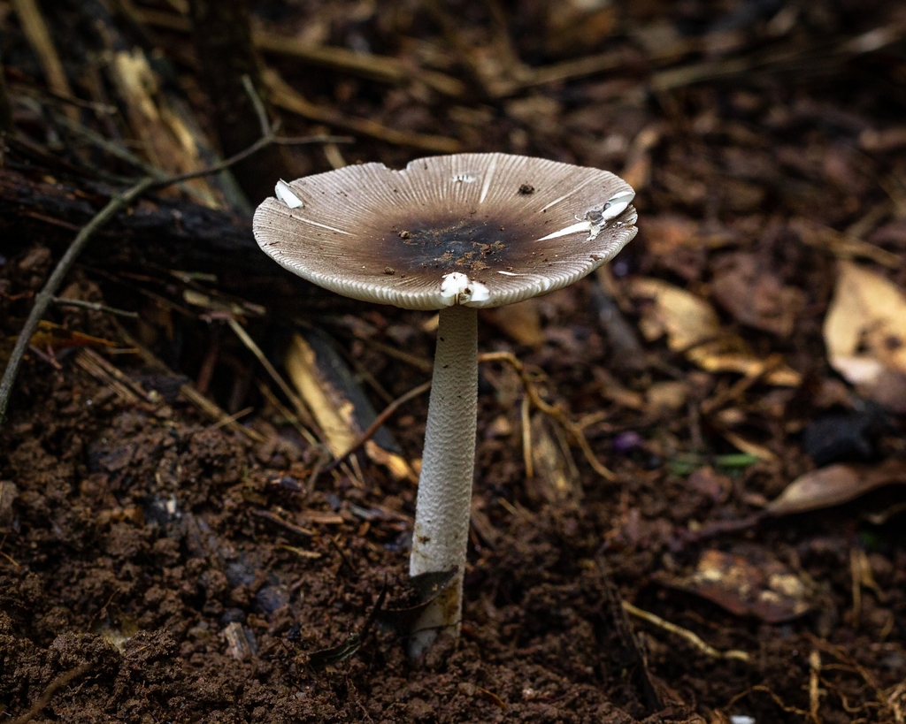 Amanita coacta · February 2021 · photo: © deniszabin (iNaturalist, cc-by)