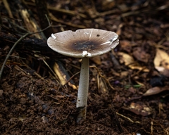 Amanita coacta