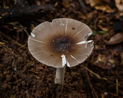 Amanita coacta