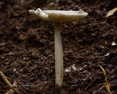 Amanita coacta