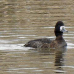 Aythya affinis