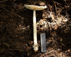 Amanita coacta