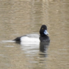 Aythya affinis