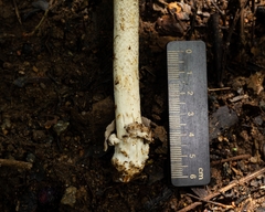 Amanita coacta