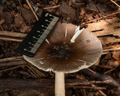 Amanita coacta