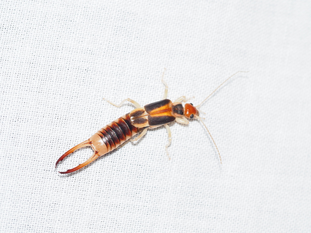 Striped Earwigs