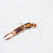 Striped Earwigs - Photo (c) Carol Page, some rights reserved (CC BY-NC), uploaded by Carol Page