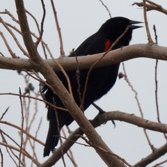 Agelaius phoeniceus