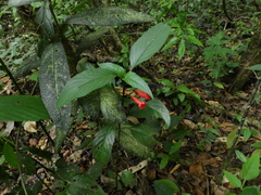 Ruellia brevifolia