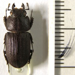 Aegus subnitidus taurulus