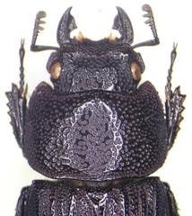 Aegus subnitidus taurulus