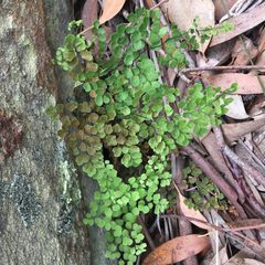 Adiantum aethiopicum