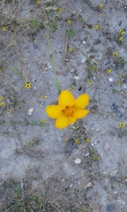 Dyssodia tagetiflora