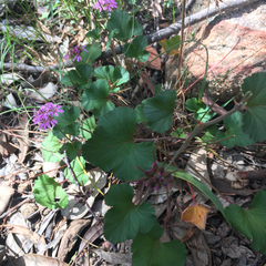 Pelargonium australe