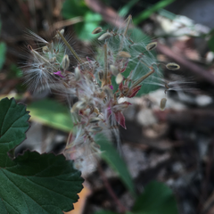 Pelargonium australe