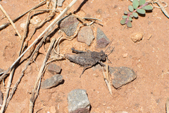 Ommexecha virens