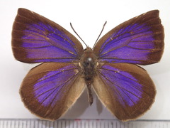 Arhopala japonica