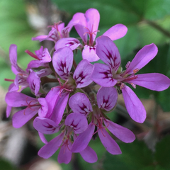 Pelargonium australe