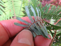 Gleichenia ×punctulata