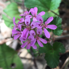 Pelargonium australe
