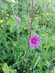 Malva sylvestris