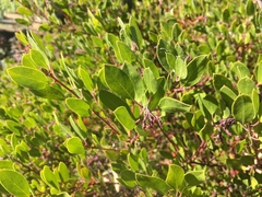 Arctostaphylos densiflora