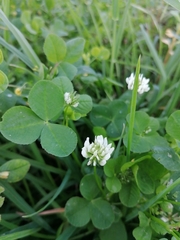 Trifolium nigrescens