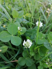 Trifolium nigrescens