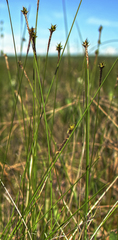 Carex exilis