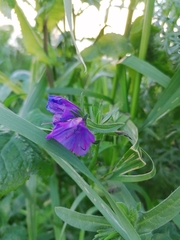 Echium plantagineum