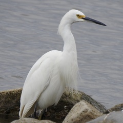 Egretta thula