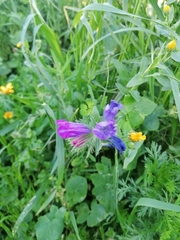 Echium plantagineum