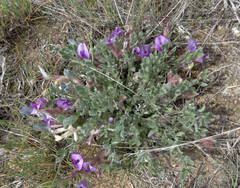 Astragalus purshii