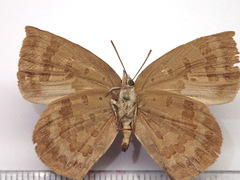 Arhopala japonica